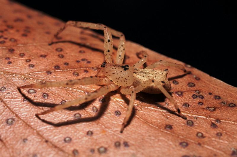 Sidymella_ZZ453_D6002_Z_88_Alice Springs_Australie.jpg